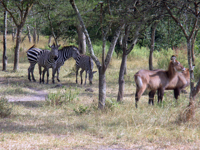Zebras and water bucks