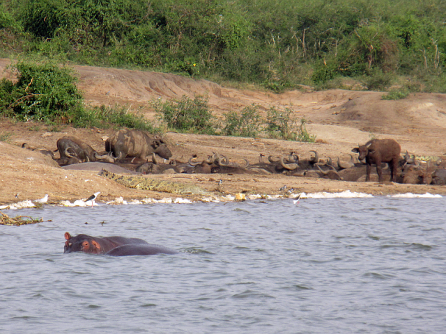Two hippos on the front, and a flock of water buffalo to the rear.