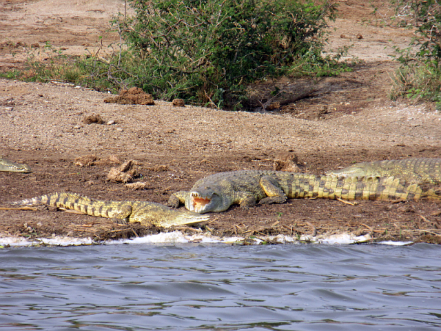 African crocodiles sunbathing, viewed from a boat trip along the Kazinga Channel in Queen Elizabeth NP