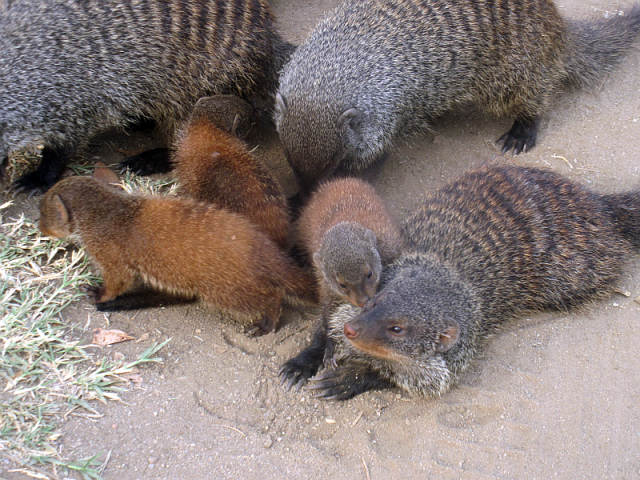 Banded mongooses, with babies, just behind one of the cabins in QE NP