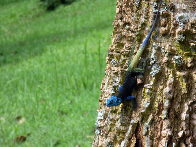 Blue-headed Tree Agama (Uganda) . Such a RICH blue!