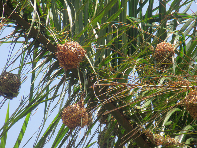 Male weaver birds build multiple nests like these. If the female likes the construction, she lays eggs, if she doesn't she rips it apart and drops it on the ground.  Luck the bird who is a skilled weaver.