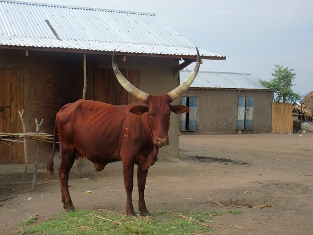 These cattle, with their enormous horns are everywhere.  Fortunately they seem to be pretty good natured.