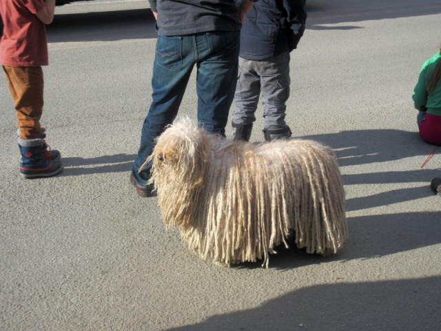 At the winter fair we saw this crazy dog! Looks just like a mop!