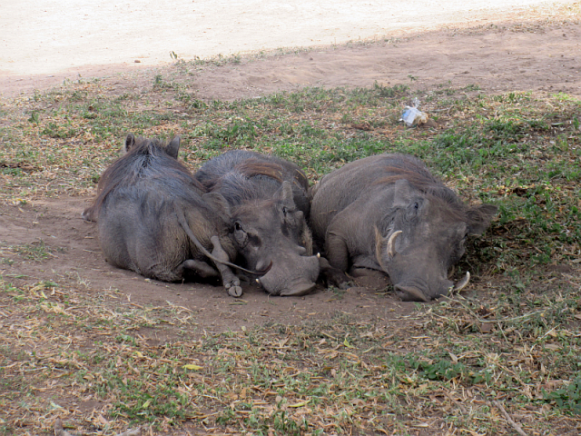 Warthogs. Many of them, all equally funny looking.