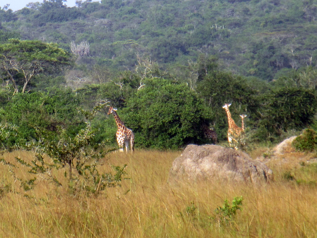 Giraffes seen in Lake Mburo NP
