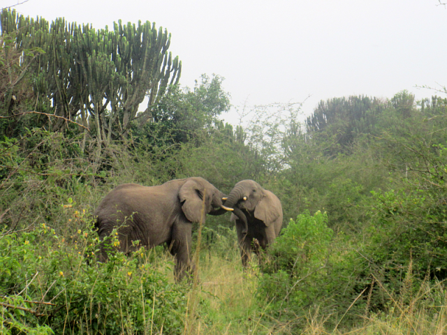 Elephants up close and personal in Lake Mburo park