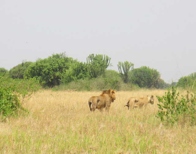 There were two pairs on lions very close together, but they then separated and found their own shelters