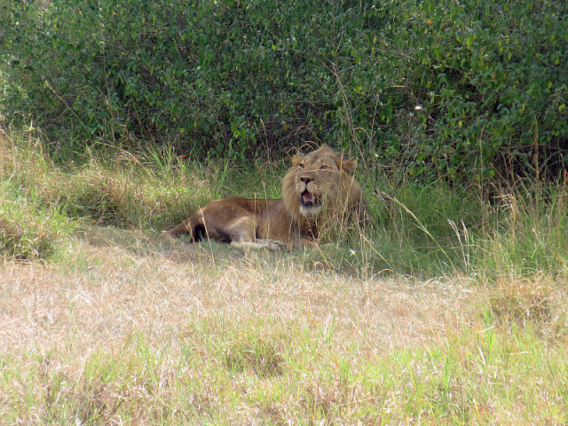 This grand lion was about 10m from us. The lioness was well hidden in the bush